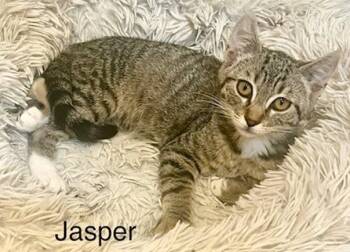 Jasper -  Calico Cat for Adoption - Jasper | PetCurious