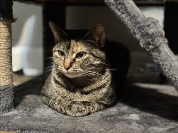 MOCHI -  Domestic Short Hair Cat for Adoption in Derwood, Maryland - MOCHI | PetCurious