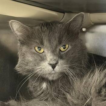STARFISH -  Domestic Short Hair Cat for Adoption in Las Vegas, Nevada - STARFISH | PetCurious