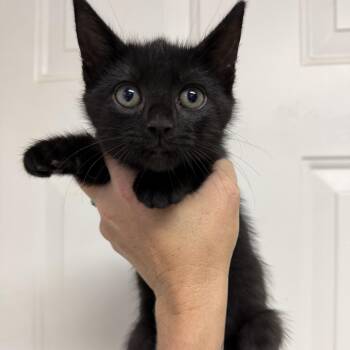 Apple Cider -  Domestic Short Hair and Domestic Medium Hair Cat for Adoption in Columbia, South Carolina - Apple Cider | PetCurious