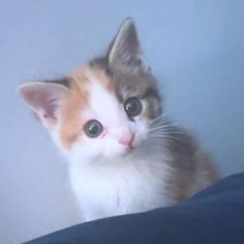 Calico Cats Available for Adoption in Rutherfordton, North Carolina - Bug | PetCurious