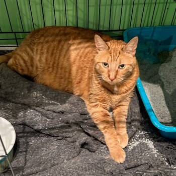 Blain -  Tabby Cat for Adoption in Philadelphia, Pennsylvania - Blain | PetCurious