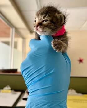 Nadia -  Domestic Short Hair Cat for Adoption in Fort Worth, Texas - Nadia | PetCurious