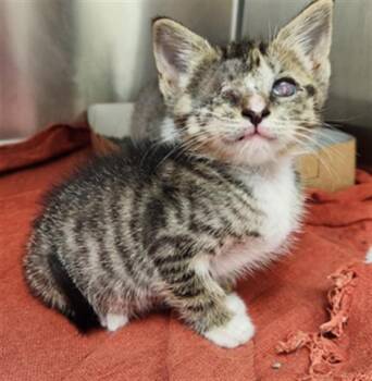 GIRLIE -  Domestic Short Hair Cat for Adoption in Fort Lauderdale, Florida - GIRLIE | PetCurious
