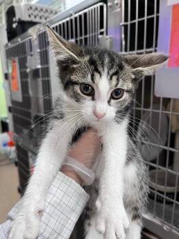 Nalgene -  Domestic Short Hair Cat Available for Adoption in Cincinnati, Ohio - Nalgene | PetCurious