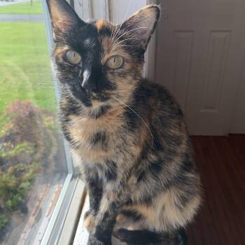 Rescue Domestic Short Hair Cats for Adoption in Buffalo, New York - Izzy & Isaiah | PetCurious