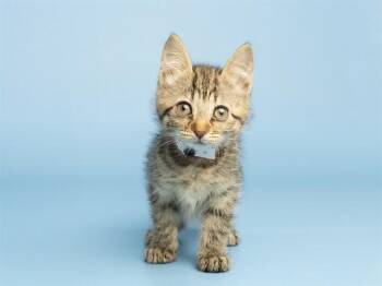 Domestic Short Hair Cats Available for Adoption in Phoenix, Arizona - CATHERINE | PetCurious