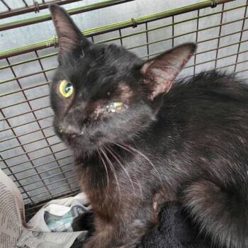 CIRCEE -  Domestic Short Hair Cat for Adoption in San Antonio, Texas - CIRCEE | PetCurious