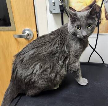 Domestic Short Hair Cats Available for Adoption - KYLO | PetCurious