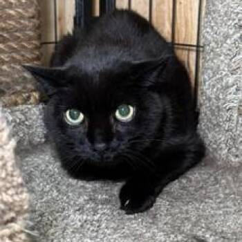 Bear -  Domestic Short Hair Cat for Adoption in Sharpsville, Pennsylvania - Bear | PetCurious