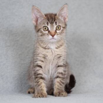 Domestic Short Hair Cats Available for Adoption in Sunnyvale, California - Godiva | PetCurious