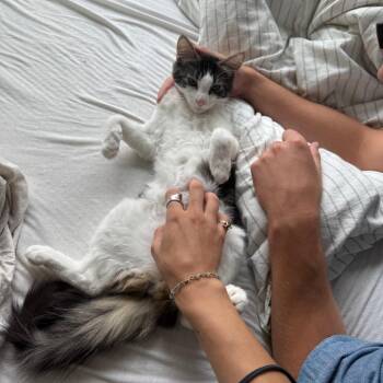 Tootsie Roll -  Domestic Short Hair Cat for Adoption - Tootsie Roll | PetCurious