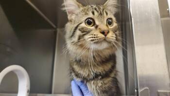 LINK -  Domestic Medium Hair Cat for Adoption in Aurora, Illinois - LINK | PetCurious
