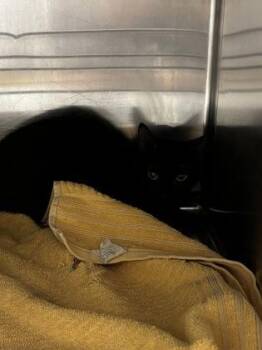 61104523 -  Domestic Medium Hair Cat for Adoption in El Paso, Texas - 61104523 | PetCurious