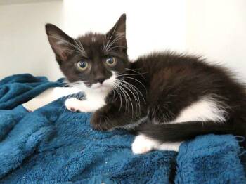 Domestic Short Hair Cats Available for Adoption in Oklahoma City, Oklahoma - GERBIL | PetCurious