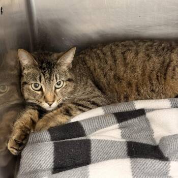 Domestic Short Hair Cats Available for Adoption in Franklin, North Carolina - Fern | PetCurious