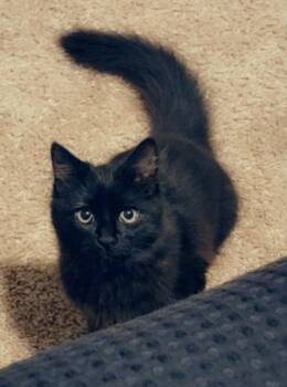 Rescue Domestic Long Hair Cats for Adoption in Fort Myers, Florida - Baby | PetCurious