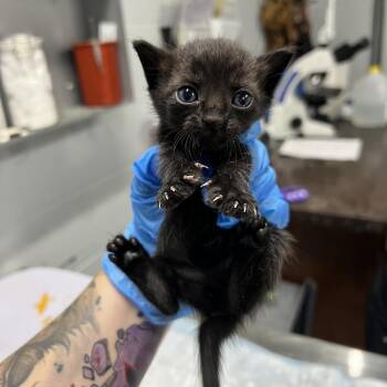 Erin -  Domestic Short Hair Cat for Adoption in Summerville, South Carolina - Erin | PetCurious
