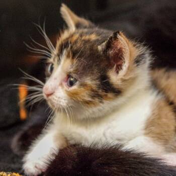 Noche_kit 2 -  Domestic Short Hair Cat for Adoption in Scituate, Massachusetts - Noche_kit 2 | PetCurious
