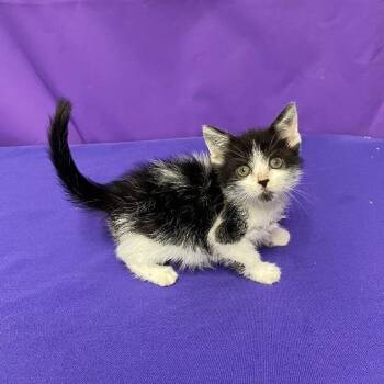 Domestic Medium Hair Cats Available for Adoption in North Myrtle Beach, South Carolina - Loki | PetCurious