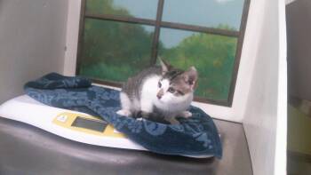 LIBRA -  Domestic Short Hair Cat for Adoption in Houston, Texas - LIBRA | PetCurious
