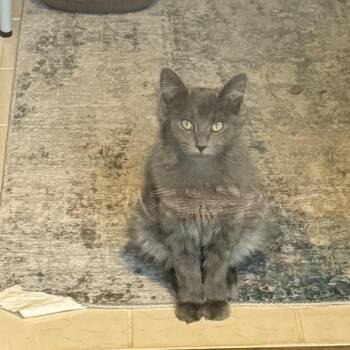 Meeko - Purple -  Domestic Long Hair and Siamese Cat for Adoption in Greenfield, Indiana - Meeko - Purple | PetCurious
