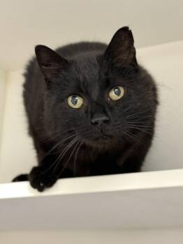 Domestic Short Hair Cats Available for Adoption in Springfield, Missouri - Rio | PetCurious