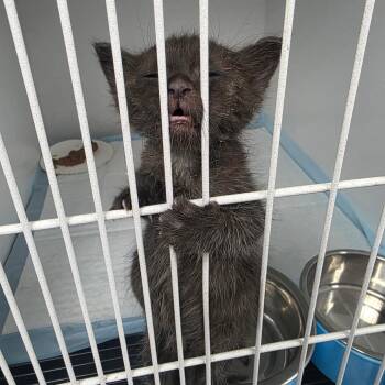 Myrtle -  Domestic Short Hair Cat for Adoption in Duncan, Oklahoma - Myrtle | PetCurious