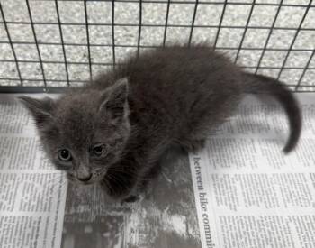 A185504 -  Domestic Short Hair Cat for Adoption in Pasadena, Texas - A185504 | PetCurious