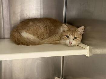 Domestic Short Hair Cats Available for Adoption in Tustin, California - JUDITH | PetCurious