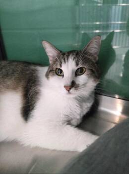 Domestic Short Hair Cats Available for Adoption in Wellington, Kansas - Margo | PetCurious