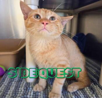 Side Quest -  Domestic Short Hair Cat for Adoption in Nevada, Iowa - Side Quest | PetCurious