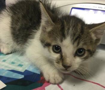 Domestic Short Hair Cats Available for Adoption in Riverside, California - PAUL | PetCurious