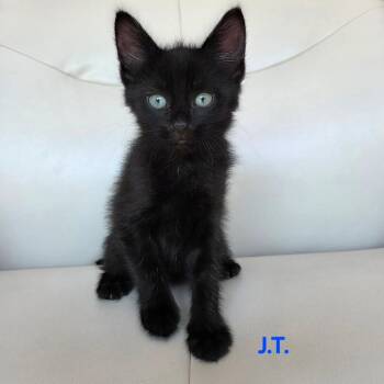 J. T. -  Domestic Short Hair Cat for Adoption in Dekalb, Illinois - J. T. | PetCurious