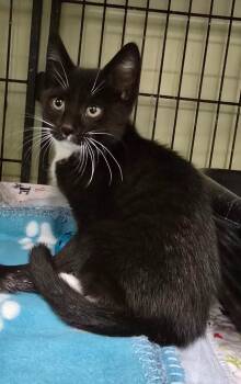 Beezus -  Domestic Short Hair Cat for Adoption in Auburn, Indiana - Beezus | PetCurious