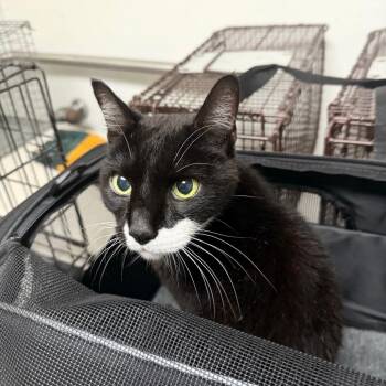 Whiskers -  Domestic Short Hair Cat for Adoption in Philadelphia, Pennsylvania - Whiskers | PetCurious