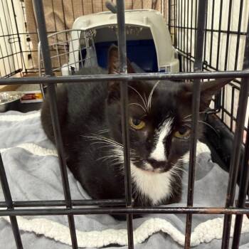 0826-02 Snickety -  Domestic Short Hair Cat for Adoption in Abingdon, Maryland - 0826-02 Snickety | PetCurious