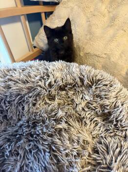 Brownie -  Domestic Short Hair Cat for Adoption in Melrose, Massachusetts - Brownie | PetCurious