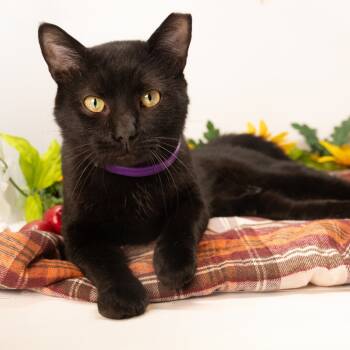 Rescue Domestic Short Hair Cats for Adoption in Durham, North Carolina - Corinthian | PetCurious