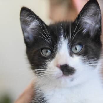 Domestic Short Hair Cats Available for Adoption in Redwood City, California - Temple (blue Collar) | PetCurious