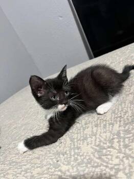 Kitty Softpaws -  Domestic Short Hair Cat for Adoption in Bossier City, Louisiana - Kitty Softpaws | PetCurious