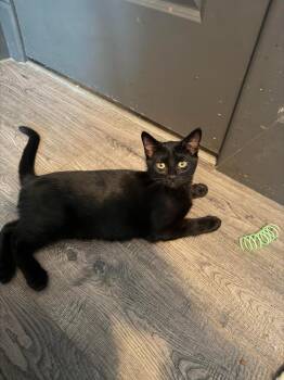 Fidget -  Domestic Short Hair Cat for Adoption in Millcreek, Utah - Fidget | PetCurious