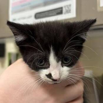 Leve -  Domestic Short Hair Cat for Adoption in Asheville, North Carolina - Leve | PetCurious