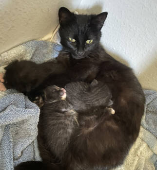 Rescue Domestic Short Hair Cats for Adoption in Encinitas, California - Flow | PetCurious