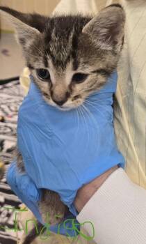 Domestic Short Hair Cats Available for Adoption in Columbia, Illinois - Indigo | PetCurious