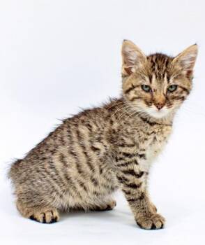 Goop -  Domestic Short Hair Cat for Adoption in Morton Grove, Illinois - Goop | PetCurious