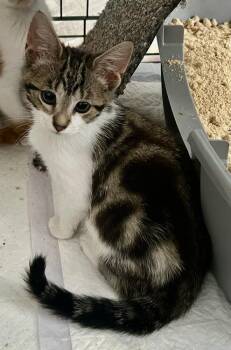 Kai -  American Shorthair Cat for Adoption in Greensboro, North Carolina - Kai | PetCurious