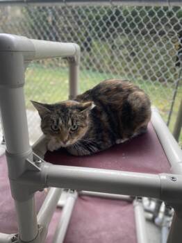 Rescue Domestic Short Hair Cats for Adoption in Batavia, Ohio - Princess Leia | PetCurious