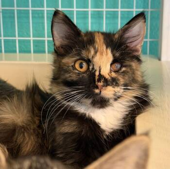 Domestic Short Hair Cats Available for Adoption - Rosalind | PetCurious