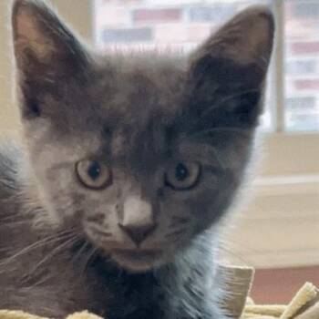 Ethel -  Domestic Short Hair Cat for Adoption in Wheaton, Illinois - Ethel | PetCurious